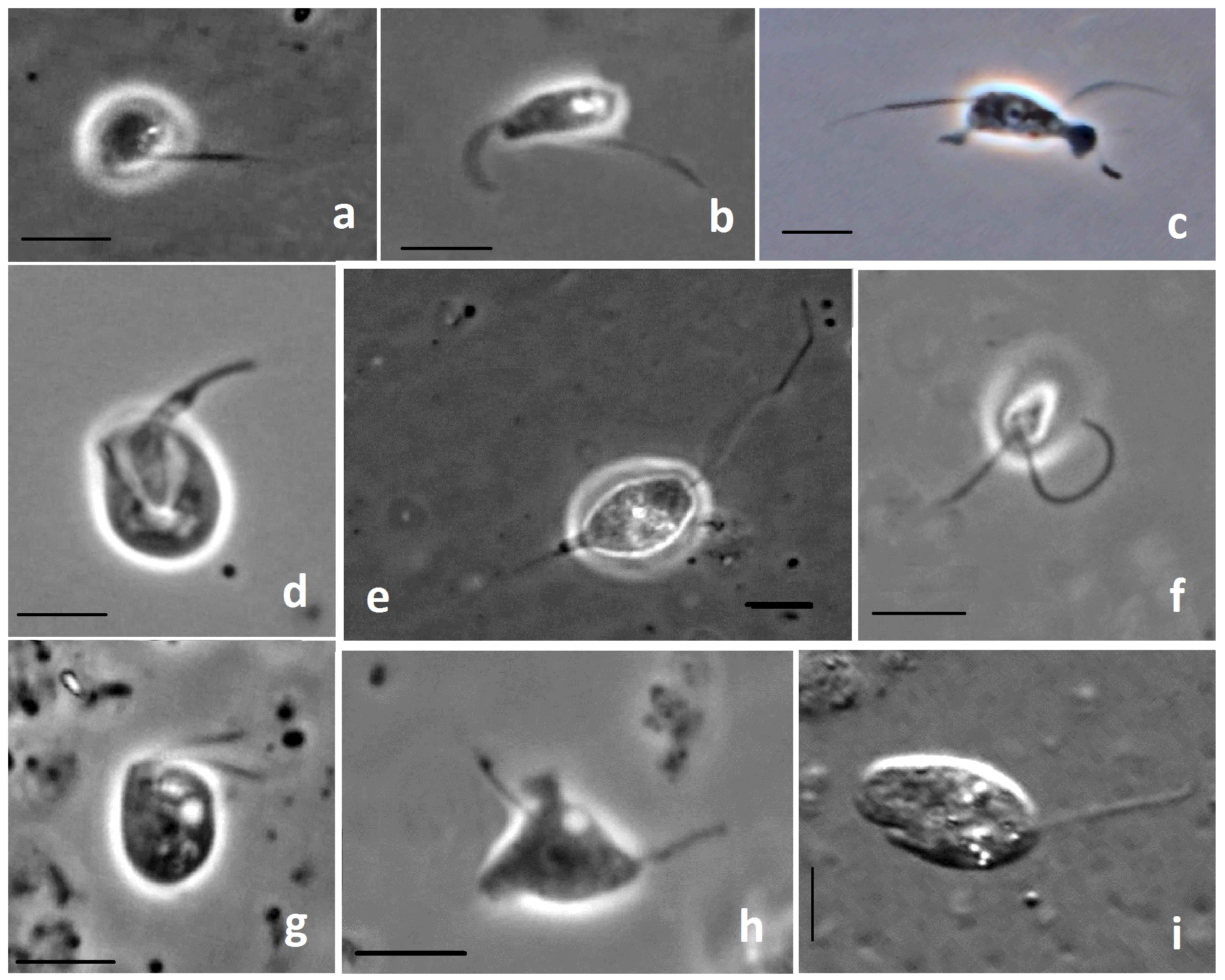 Описание: I:\жизнеспособность в профиле\PROTIST-16\fl sum.tif