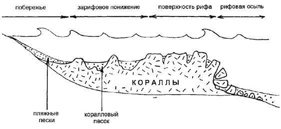 Рис. 14.52. Поперечный разрез окаймляющего кораллового рифа