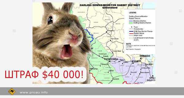 C:\Users\Юрий\Desktop\Australia_QUEENSLAND_rabbit.jpg