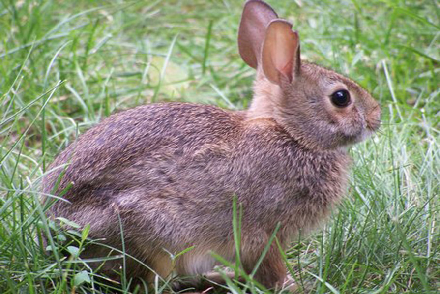 20rabbit.jpg