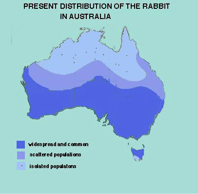 rabbit 3.jpeg