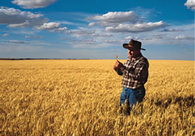 Farmer in wheat field