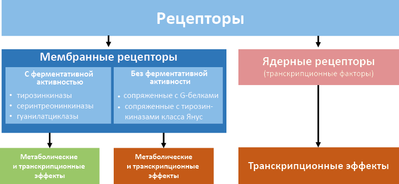 Рис. 11. Типы гормональных рецепторов