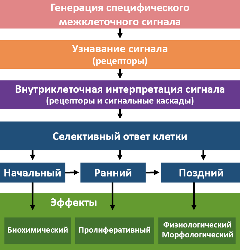 Рис. 12. Этапы инициации гормональных эффектов