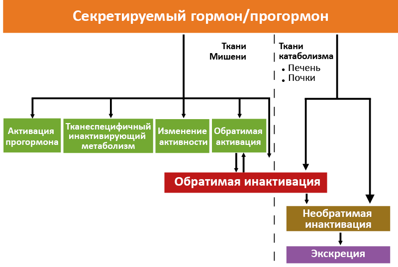 Рис. 13. Основные направления метаболизма гормонов