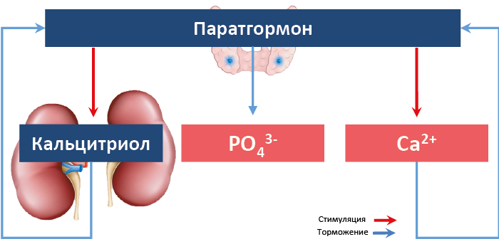 Рис. 68. Прямые и обратные связи в регуляции продукции паратгормона