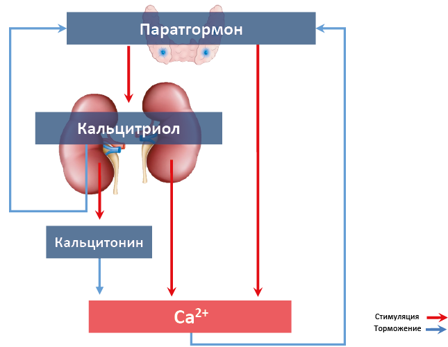 Рис. 69. Гормоны, влияющие на концентрацию Ca2+, и связи между ними