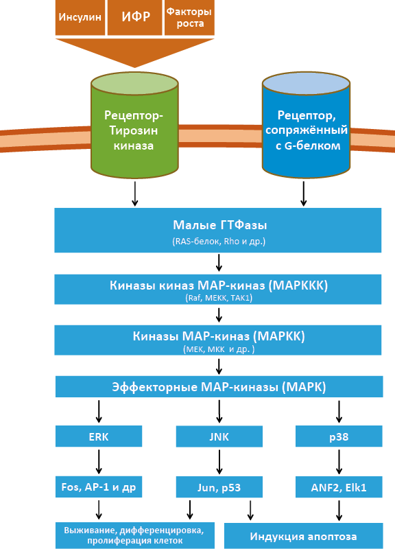 Рис. 22. МАР-киназный путь