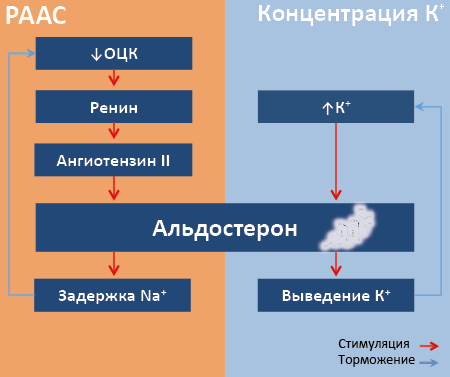 Рис. 67. Взаимосвязь активности РААС и концентраций ионов