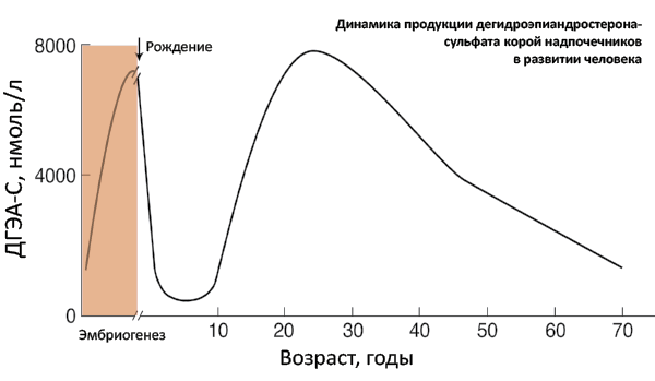 Рис. 55. Динамика продукции ДГЭА-Скорой надпочечников в развитии человека. Выделен период до родов