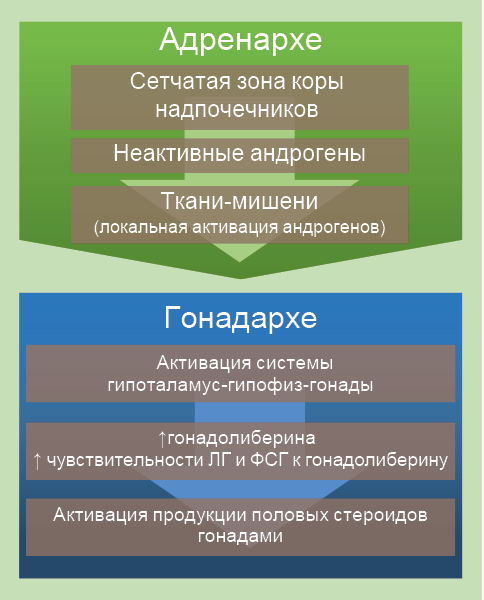 Рис. 45. Фазы полового созревания