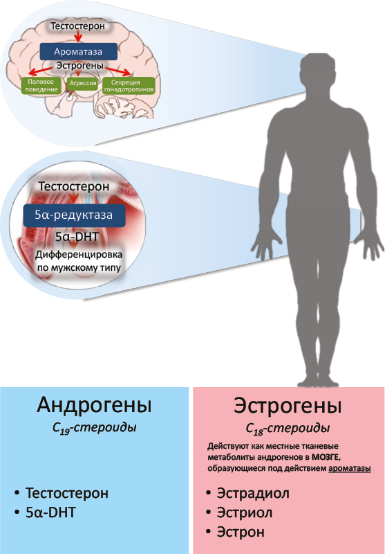 Рис. 44. Роль андрогенов и эстрогенов в мужской дифференцировке