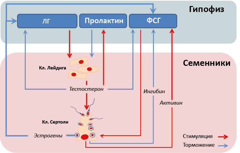 Рис. 49. Мужская гипофизарно-гонадная ось