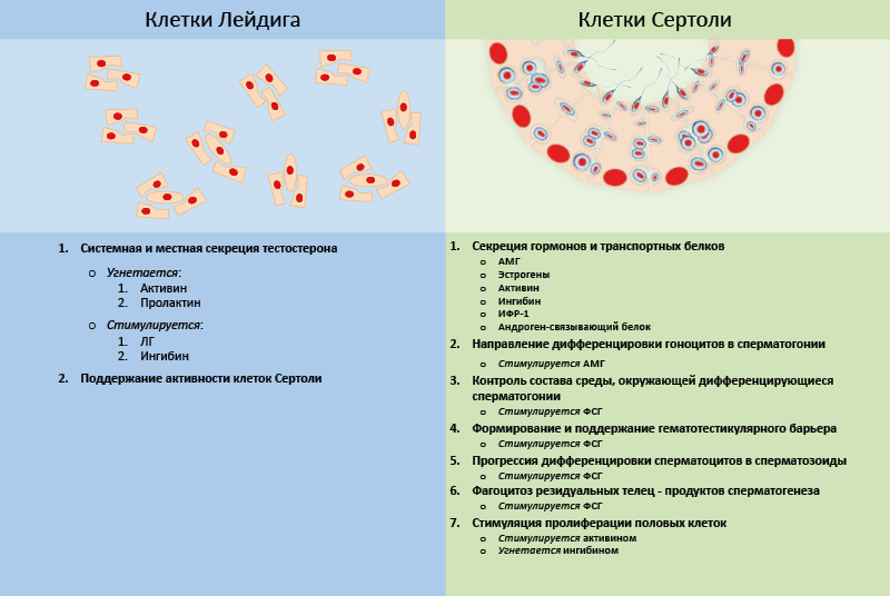 Рис. 50. Функции гормонпродуцирующих клеток семенников, гормональная регуляция активности мужских половых клеток