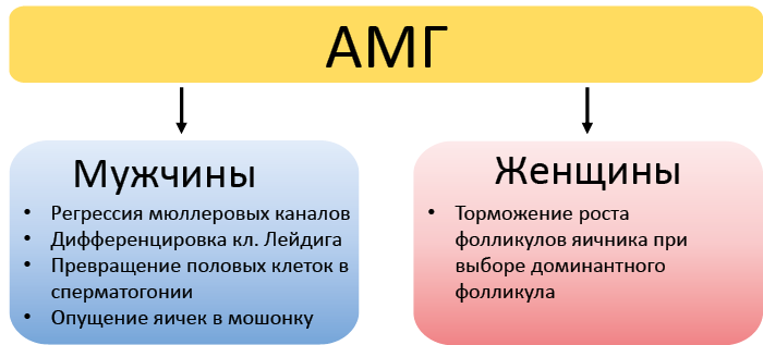 Рис. 43. Эффекты АМГ