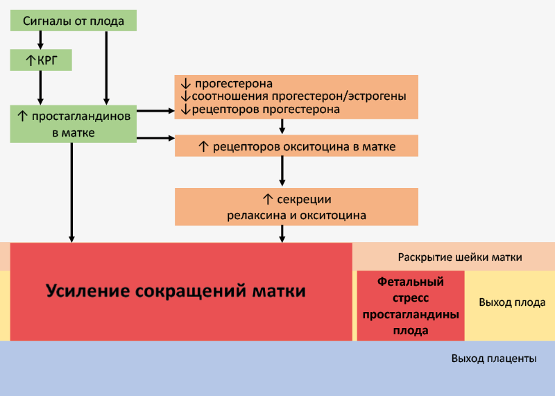 Рис. 58. Гормональная регуляция родового акта