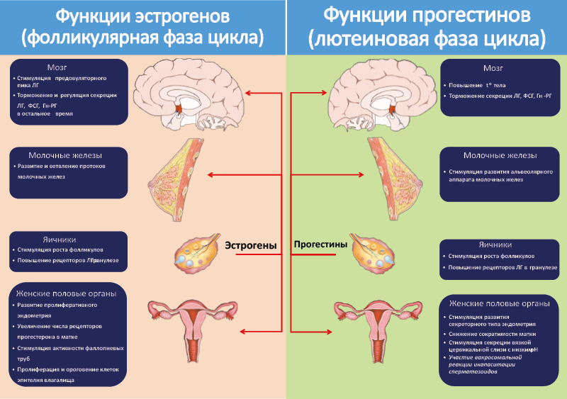 Рис. 54. Функции женских половых гормонов в различные фазы цикла