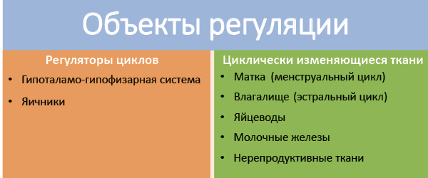 Рис. 51. Объекты циклической регуляции в женском организме