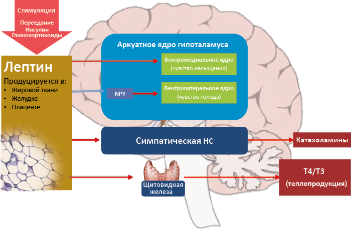 Рис. 65. Регуляция аппетита и термогенеза лептином