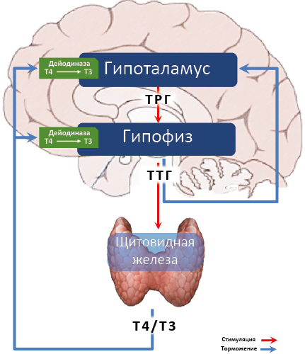 Рис. 29. Гипоталамо-гипофизарно-тиреоидная ось