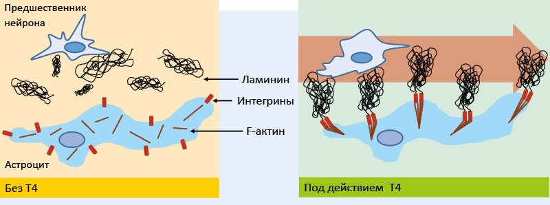 Рис. 30. Влияние Т4 на миграцию нейронов