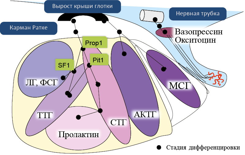 Рис. 8. Эмбриогенез гипофизамлекопитающих, топография гормонпродуцирующих клеток