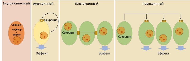 Рис. 1. Типы местного контроля