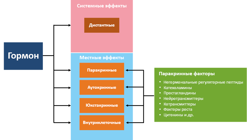 Рис. 3. Дистантность действия гормонов