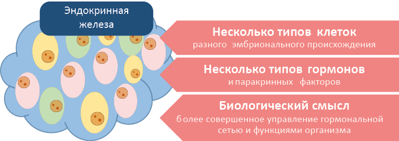 Рис. 6. Эндокринная железа