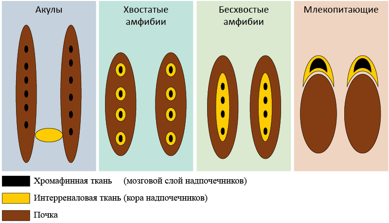 Рис. 7. Эволюция надпочечников позвоночных