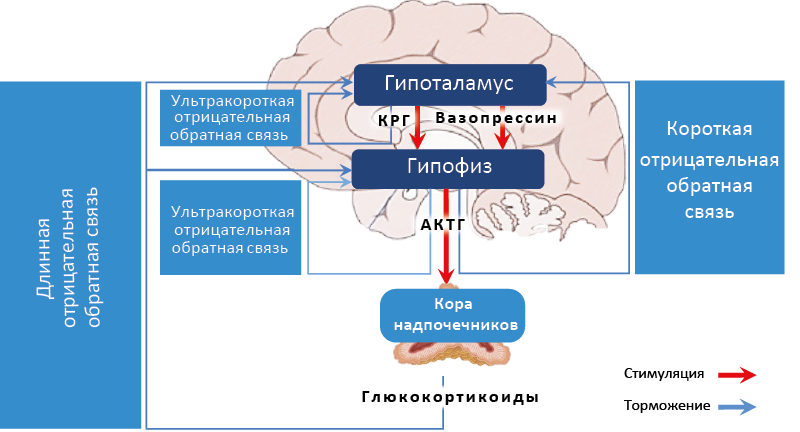 Рис. 14. Кортикотропная ось. Длинные, короткие и ультракороткие обратные связи