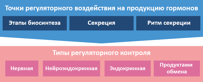 Рис. 17. Взаиморегуляция гормонов. Типы воздействий и места приложения