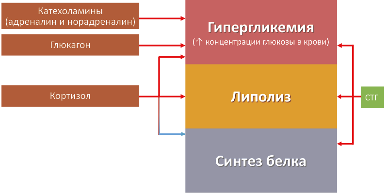 Рис. 34. Гормональная регуляция ответа систем метаболизма на стресс