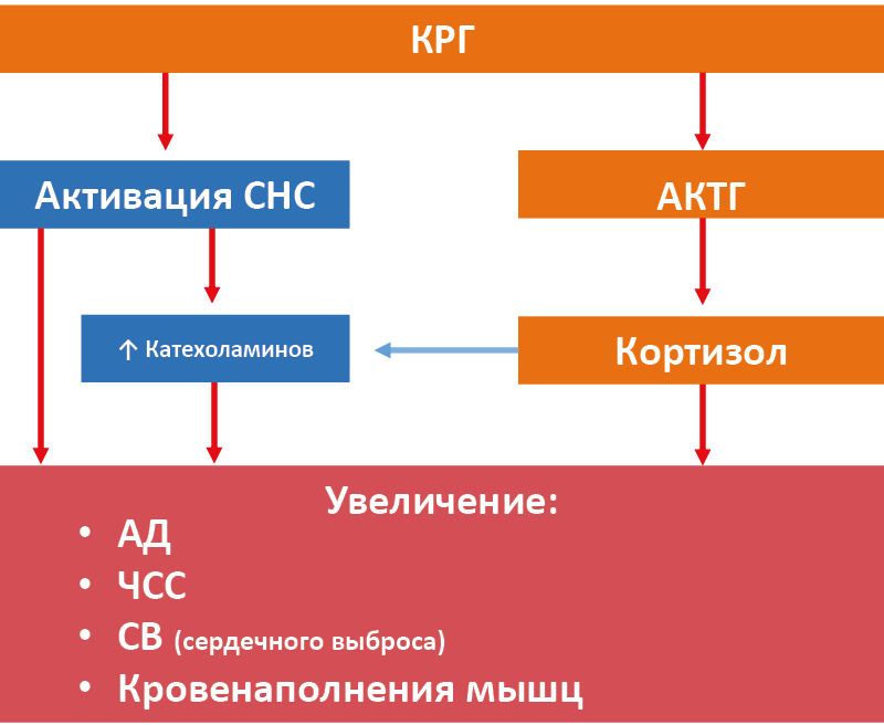 Рис. 36. Гормональная регуляция ответа сердечно-сосудистой системы на стресс