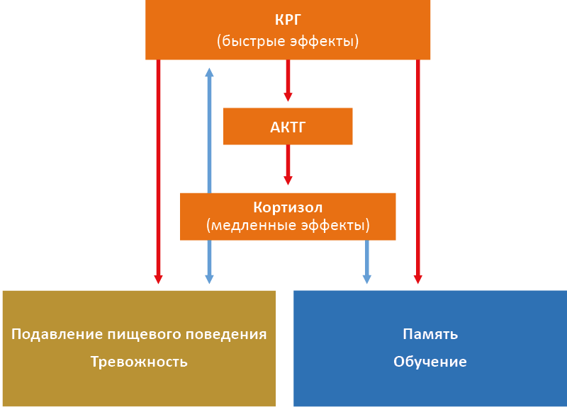 Рис. 35. Гормональная регуляция ответа ЦНС на стресс