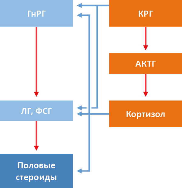 Рис. 37. Гормональная регуляция ответа репродуктивной системы на стресс. Упрощённо – КРГ угнетает синтез мозговых компонентов гонадотропной оси, а кортизол – всех