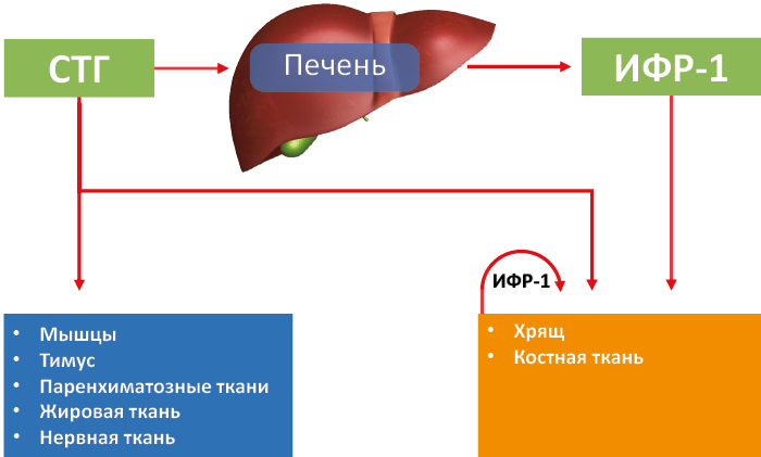 Рис. 60. Спектр СТГ-чувствительных тканей