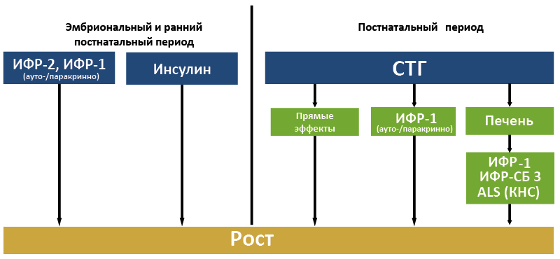 Рис. 64. Вклад различных гормонов в регуляцию роста на разных стадиях онтогенеза человека