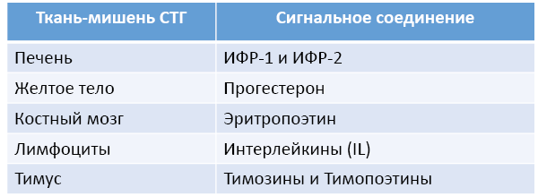 Рис. 62. Стимулирующее влияние СТГ на продукцию некоторых сигнальных соединений эффекторными тканями