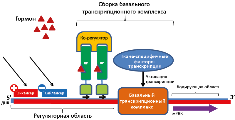 Рис. 28. Схема работы ядерного рецептора
