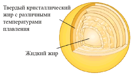 Рис. 2. Фракционирование липидов молока внутри жирового шарика
