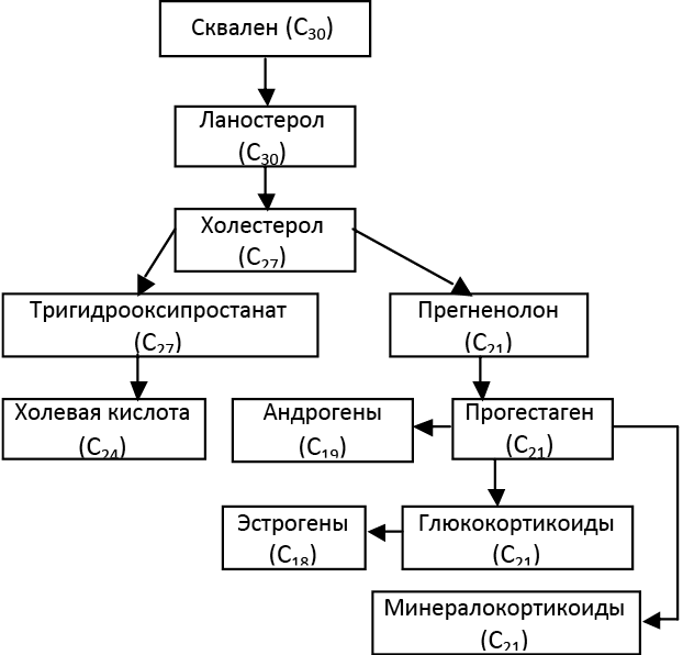 Рис. 10. Схема биосинтеза и метаболизма холестерола